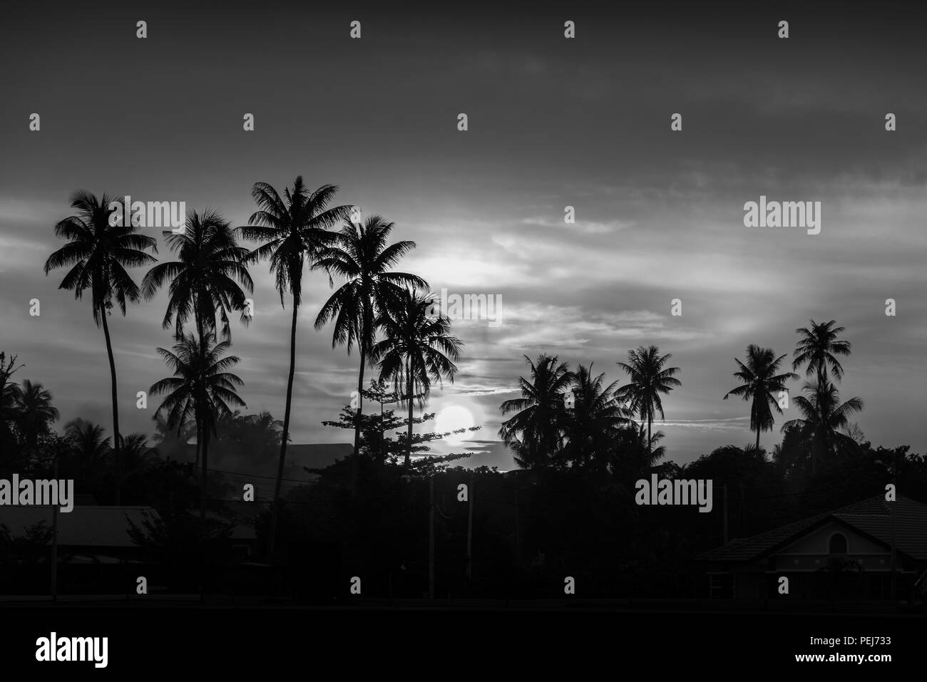 Coconut palm tree silhouettes at sunset Stock Photo