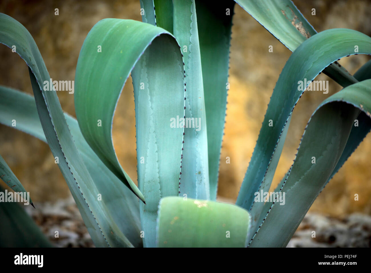 Agave cacti growing in the Hill Country. Texas, USA Stock Photo