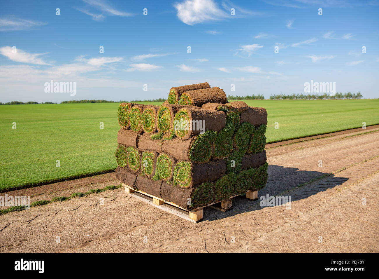 Rolls of turf stacked in preparation ready to be laid in ground Lawn ...