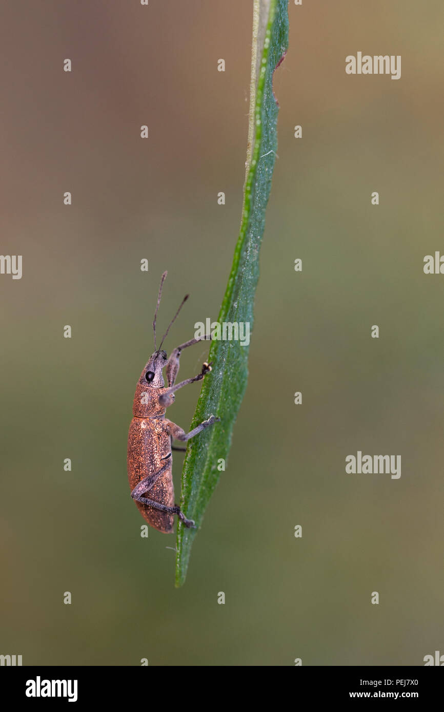 Horn beetle or longicorn beetle. Beetle photographed in its natural