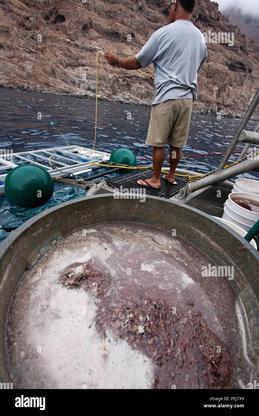 The chum barrel containing ground tuna and blood on a great white shark, Carcharodon carcharias, expedition on the Solmar 'V' off Guadalupe Island, Me Stock Photo