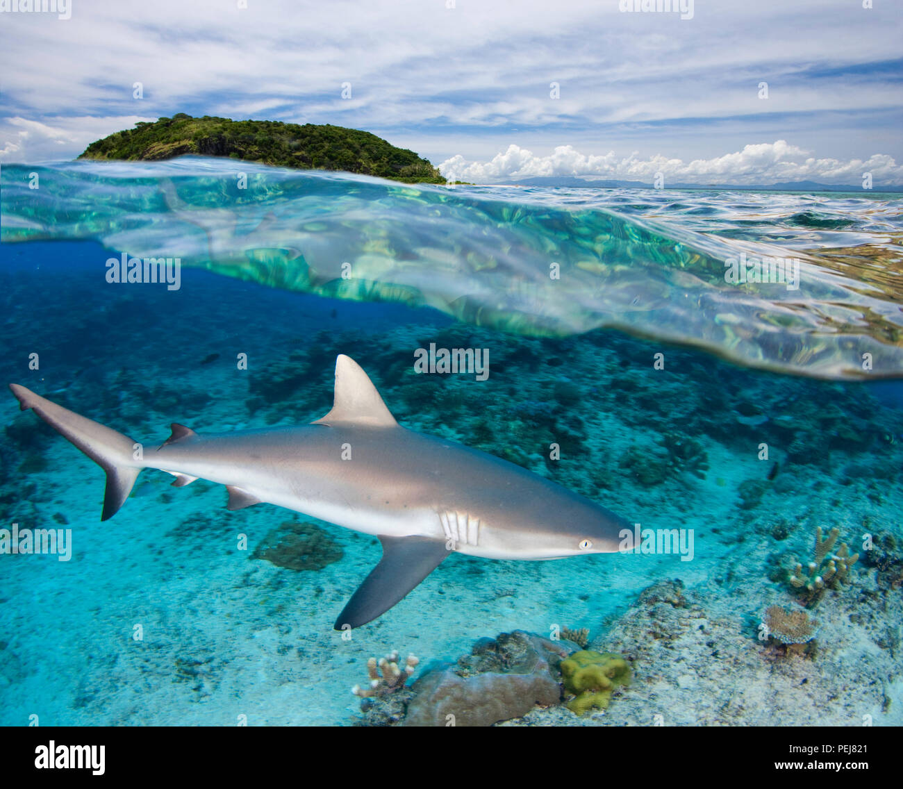Split image of a gray reef shark, Carcharhinus amblyrhynchos, off Malolo Island, Fiji. Stock Photo