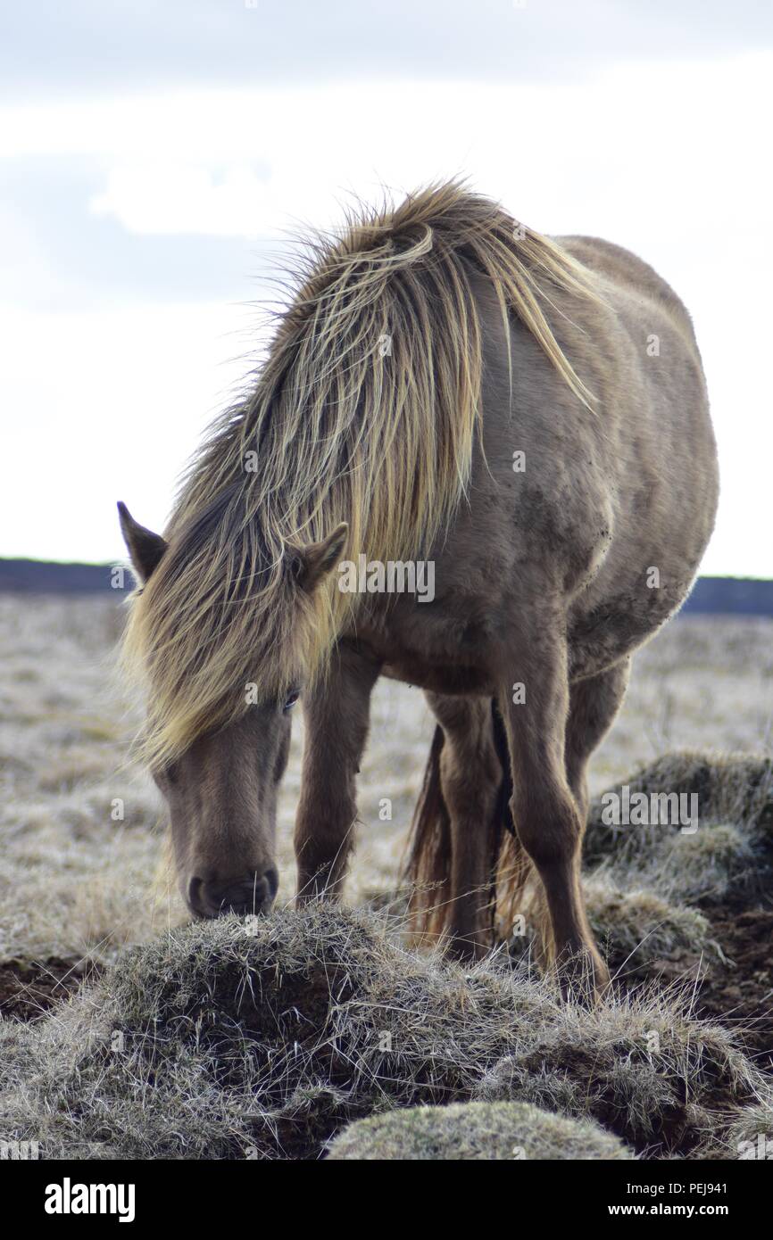 Icelandic horse eating Stock Photo Alamy