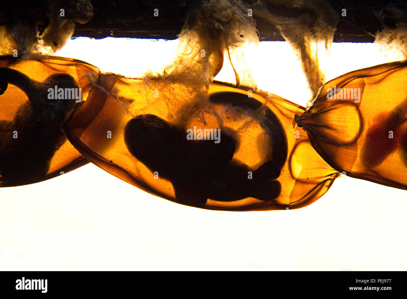 The tiny whitespotted catshark or bamboo shark, Chiloscyllium plagiosum, can be seen well formed inside this egg casing, Philippines. Stock Photo