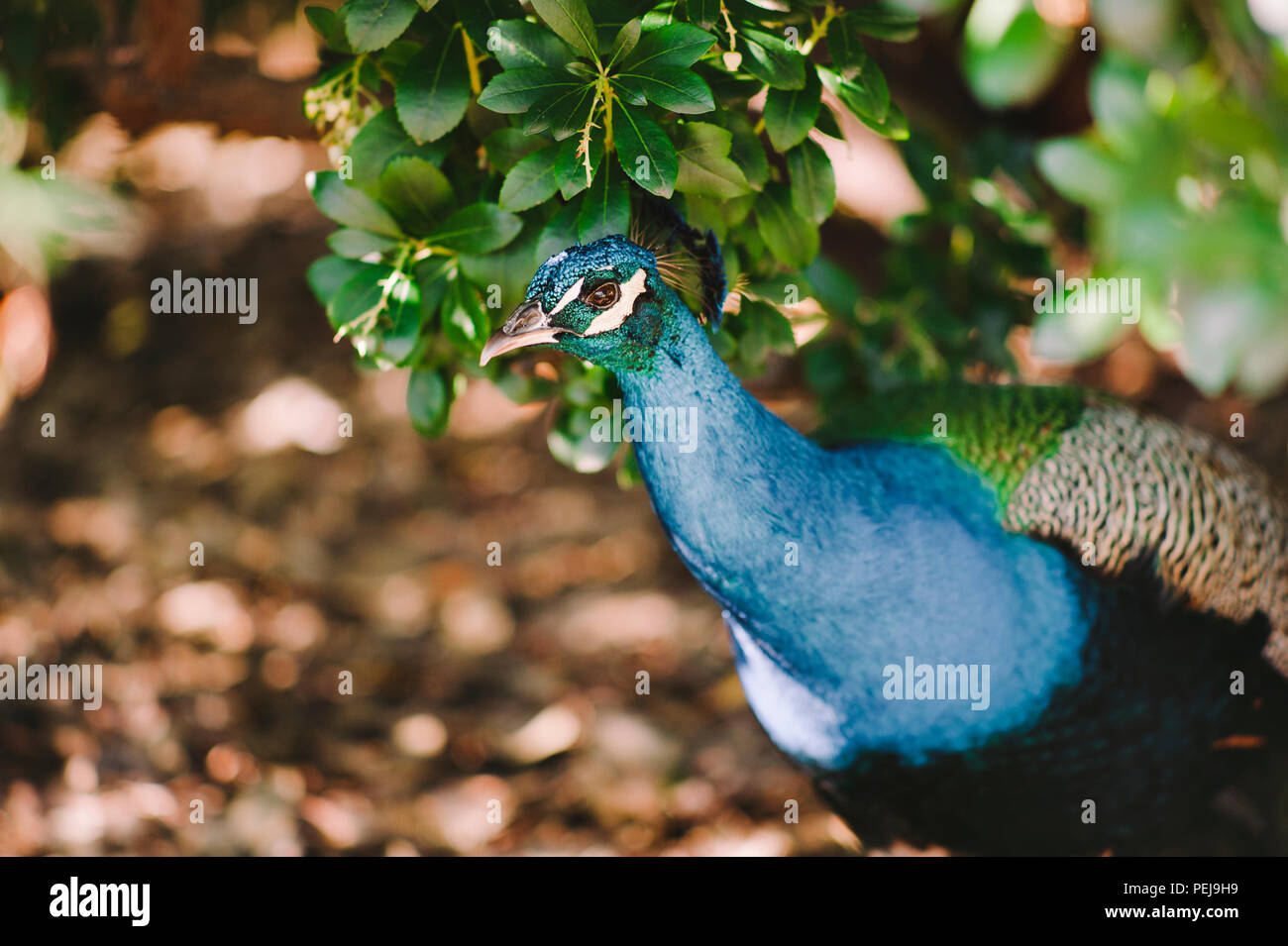 Peacock hidden in the bushes Stock Photo