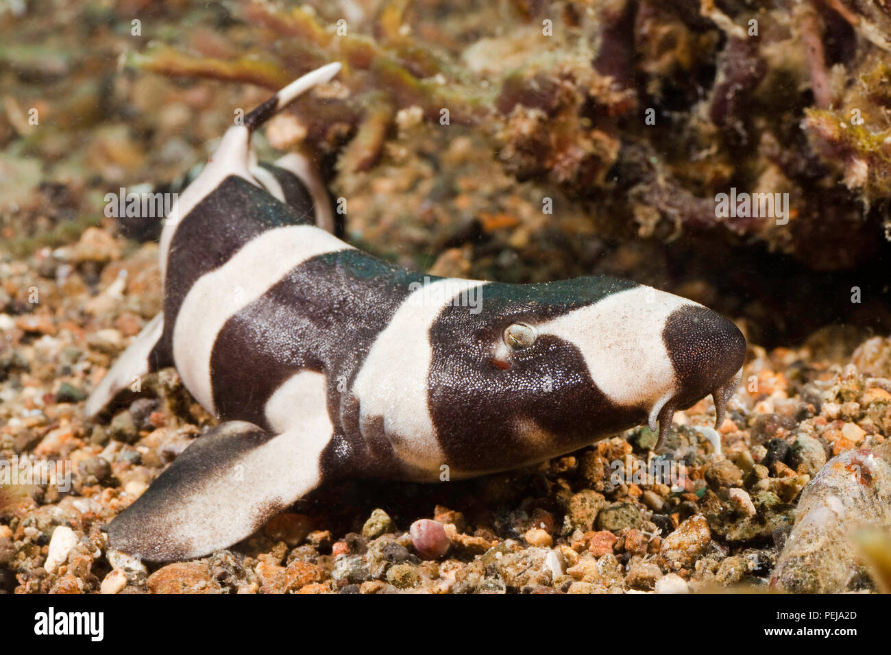 A juvenile brownbanded catshark or bamboo shark, Chiloscyllium punctatum, Philippines. It is because the barbels at the mouth of this shark look like  Stock Photo