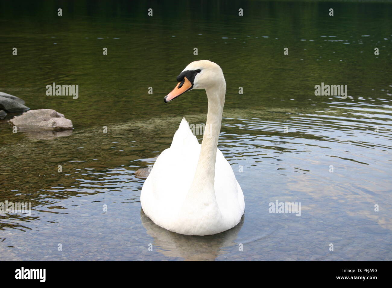 A swan sits on still water Stock Photo