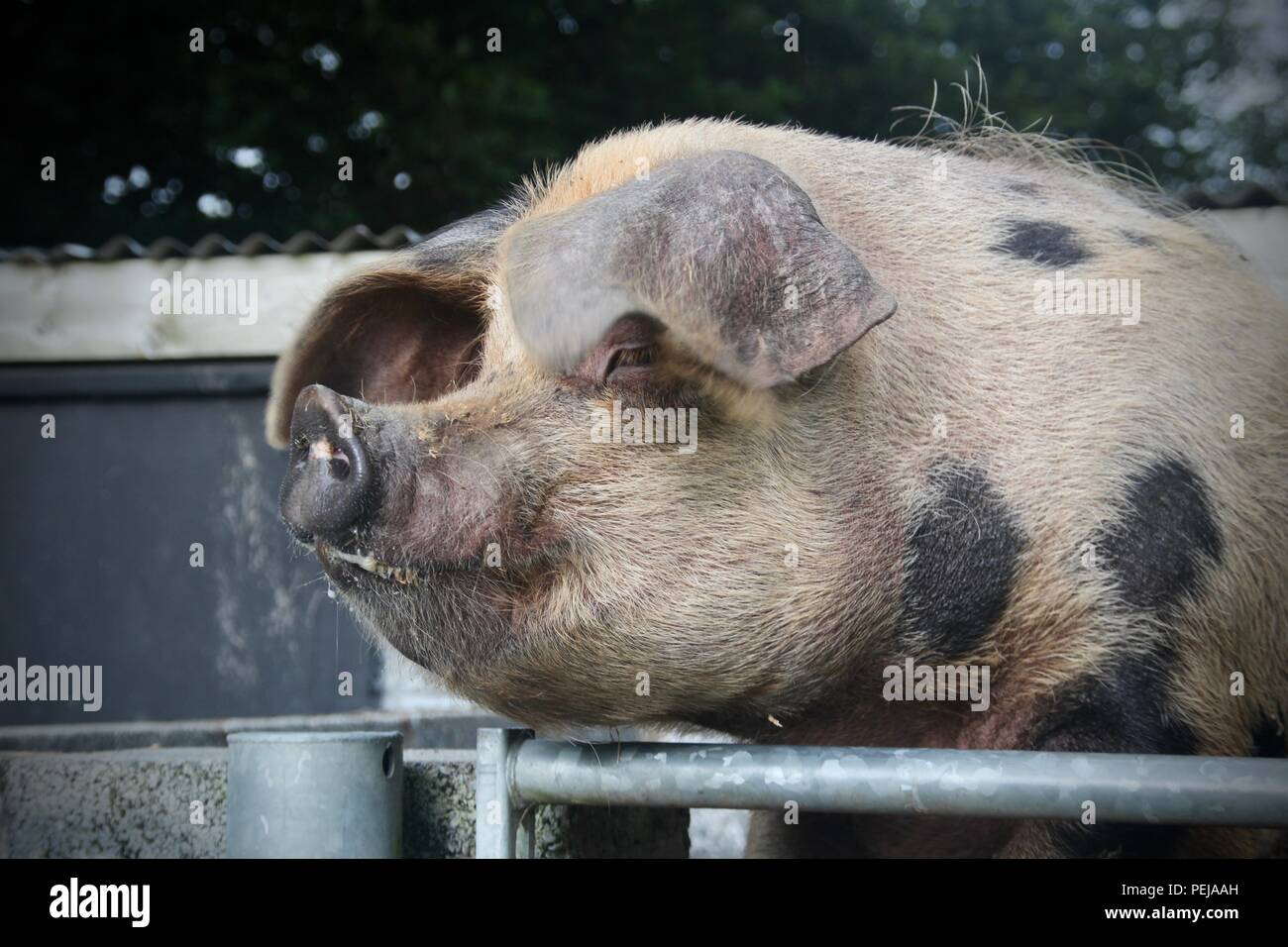 A large pig looks over a gate Stock Photo
