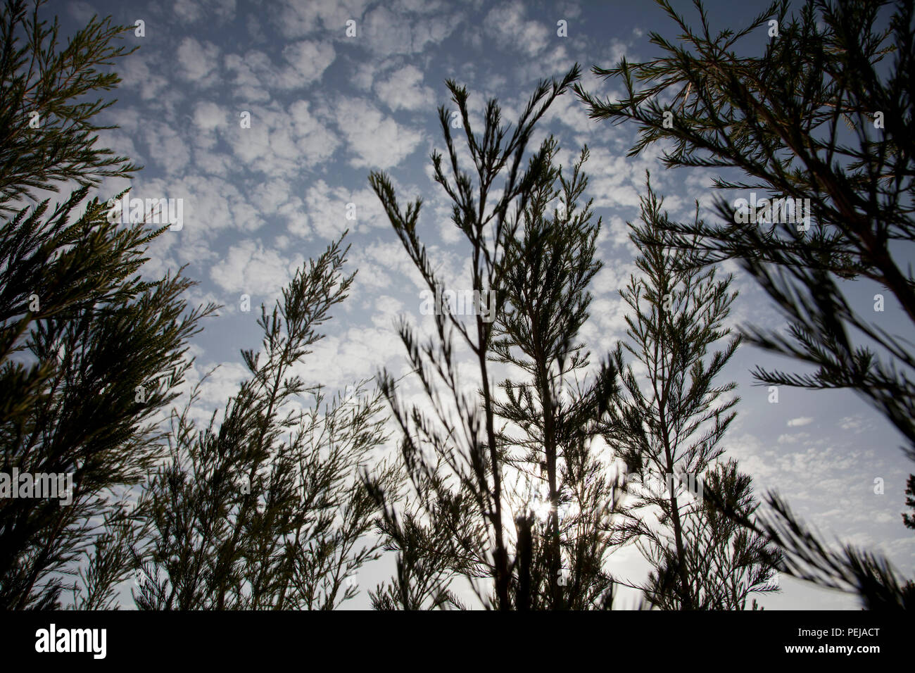 Farming and processing tea tree oil. Kenya Stock Photo