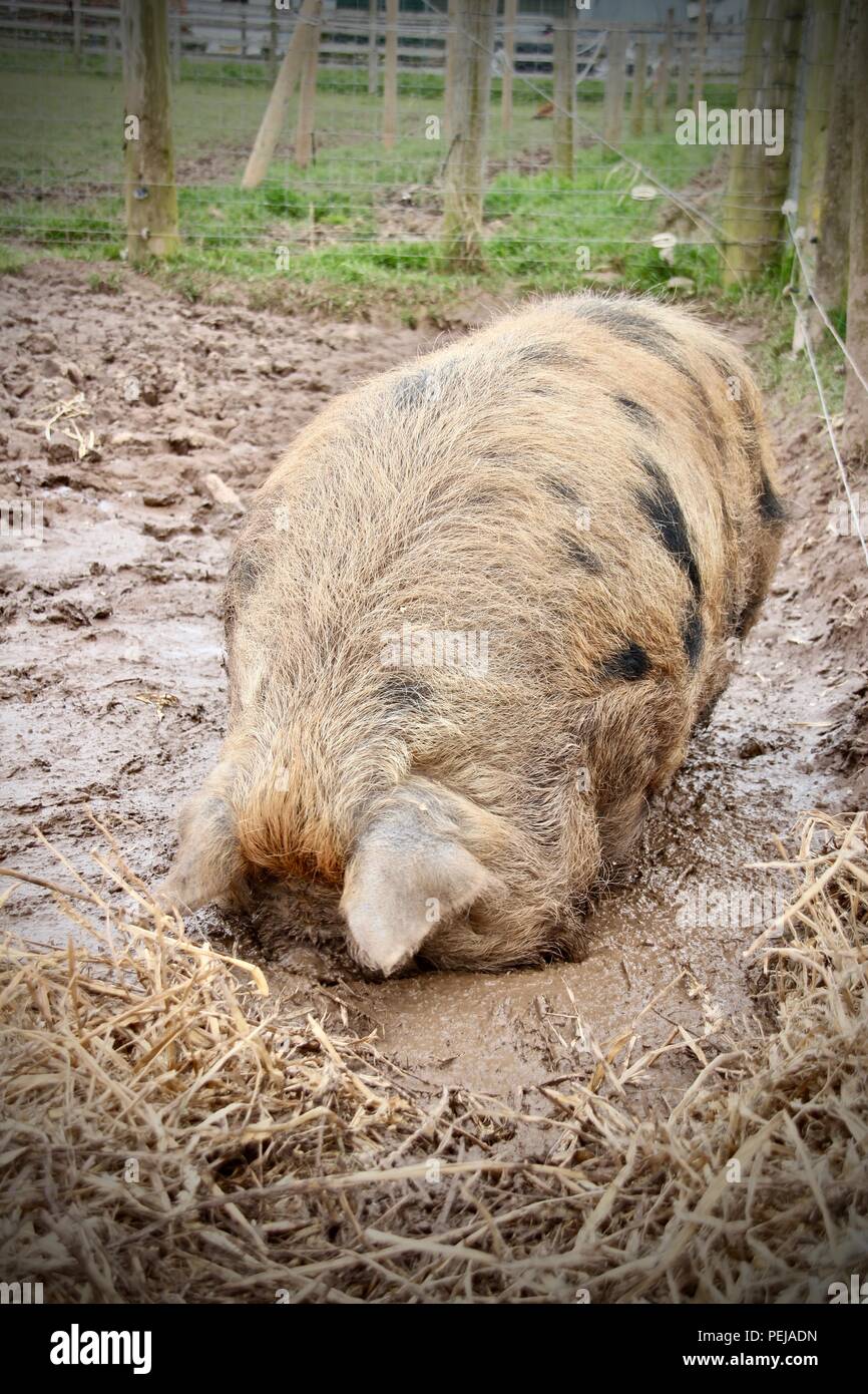 A Kune Kune Pig swills in the mud Stock Photo