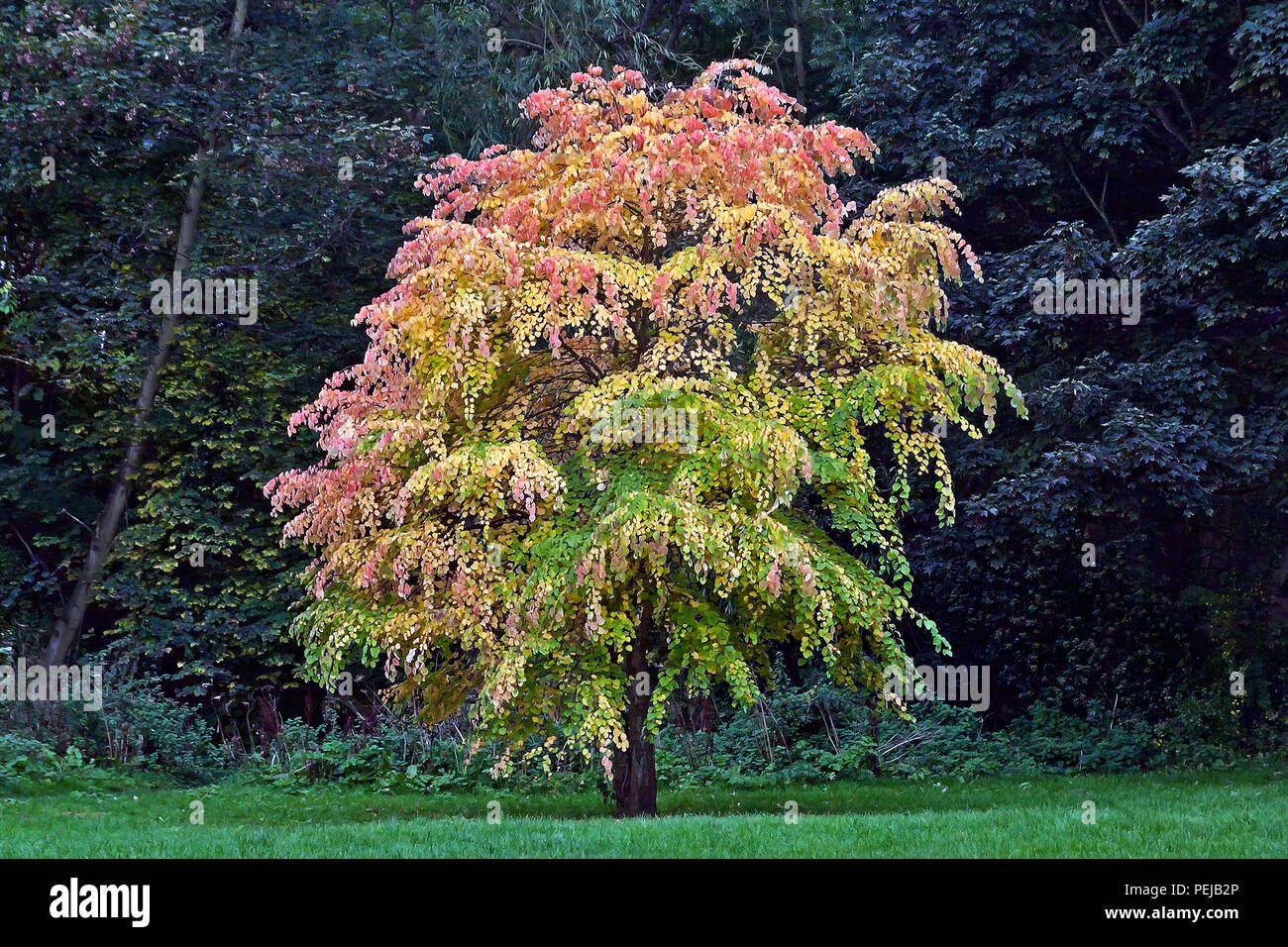 The vibrant autumn colours of a solitary aspen tree stand out strongly against a muted background. Stock Photo