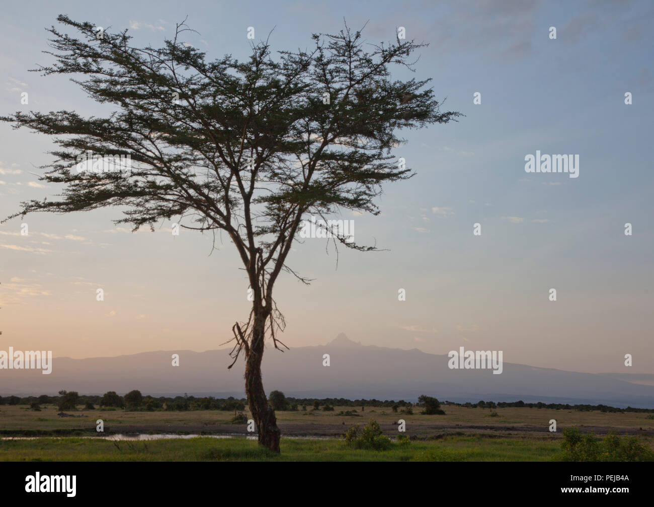 Farmers harvest and process tea tree oil for sale for export as a health and beauty product. Kenya Stock Photo