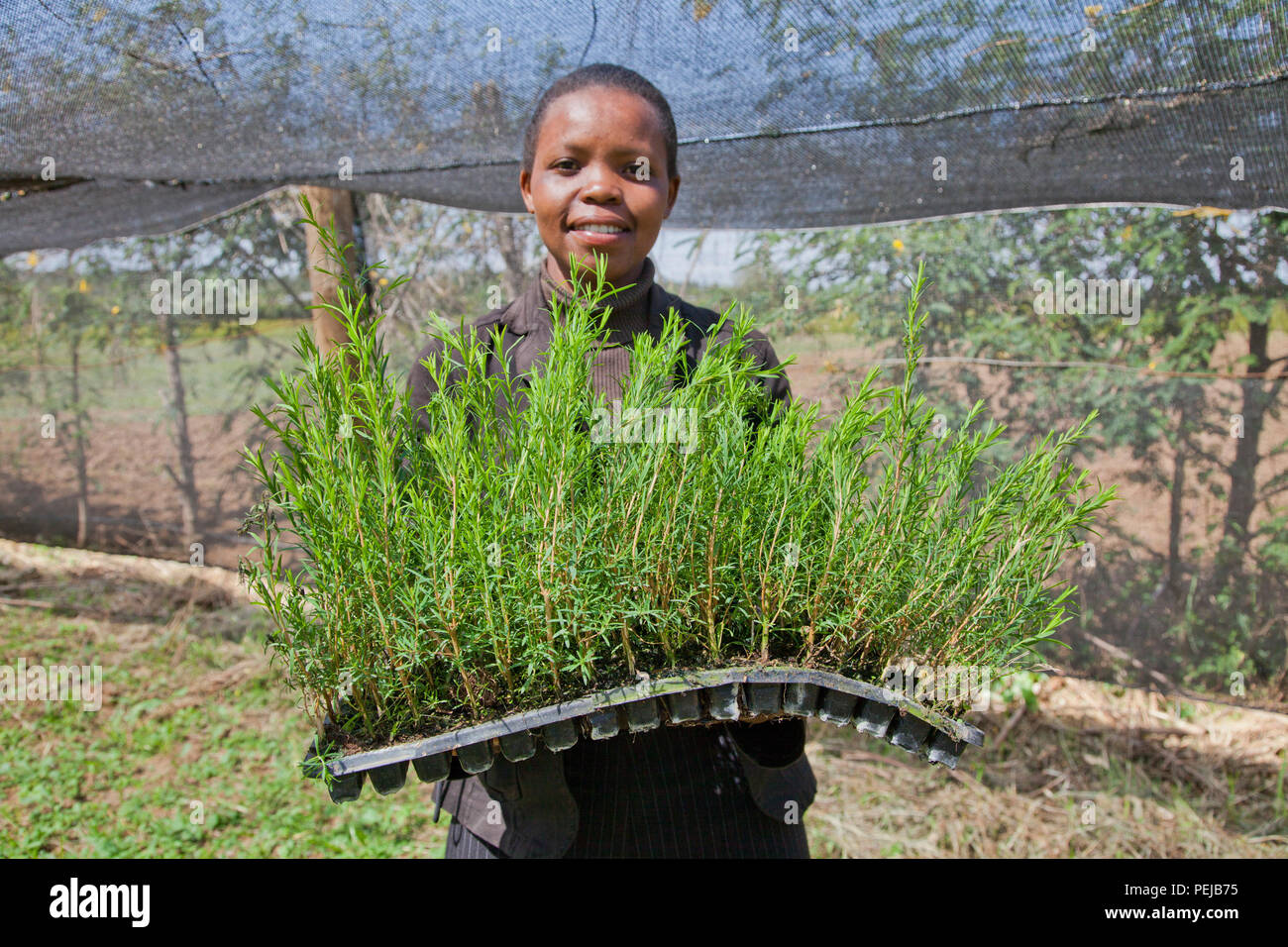 Tea Tree Harvesting