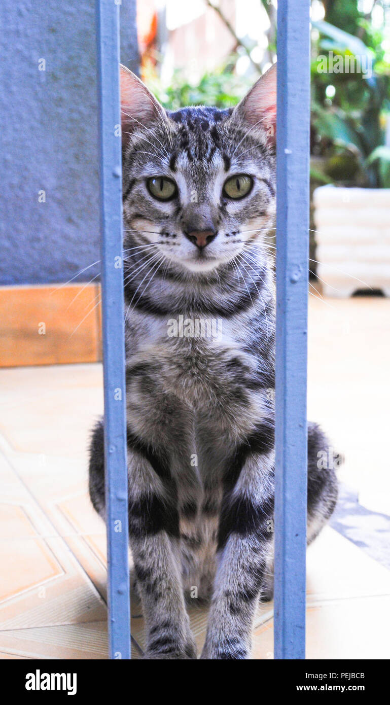Cute kitty behind bars Stock Photo
