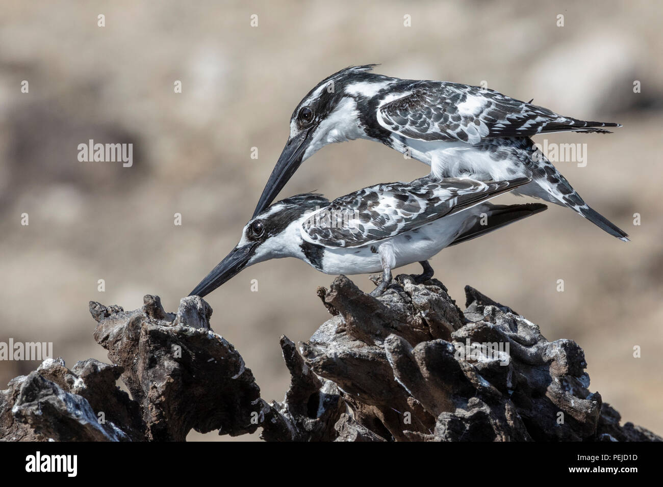 Pair of pied kingfishers mating, Chobe River, Botswana Stock Photo