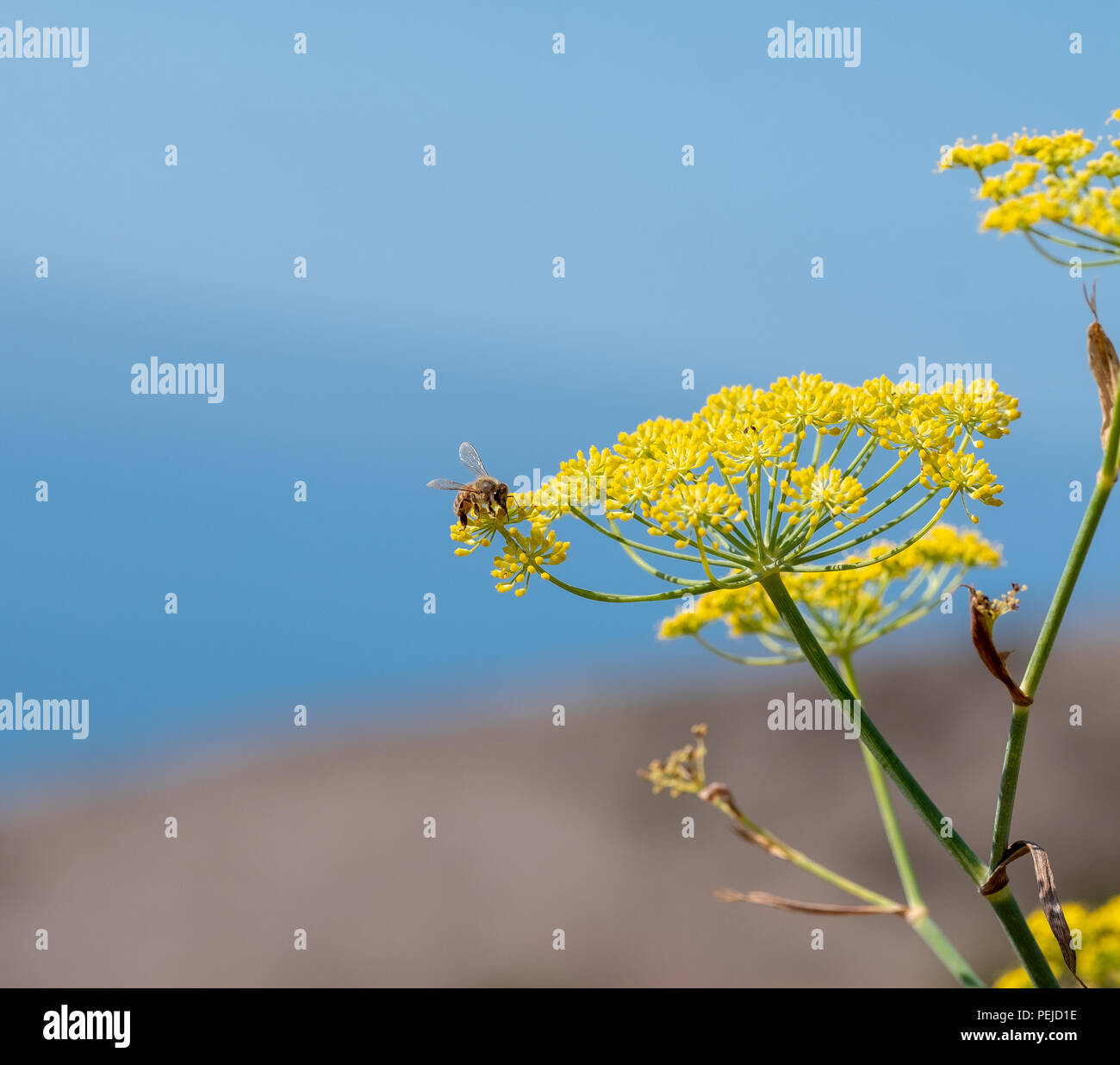 A busy bee at the Deane Dana Friendship Park in San Pedro, CA. The park