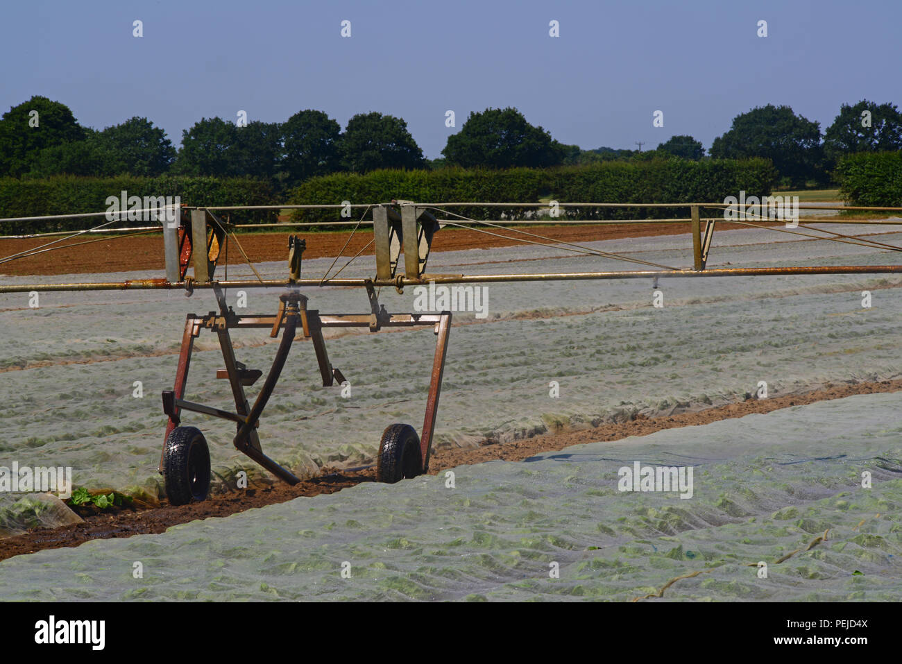 centre pivot boom crop irrigation system in use during drought in field with plastic mulches to retain moisture and suppress weeds york united kingdom Stock Photo