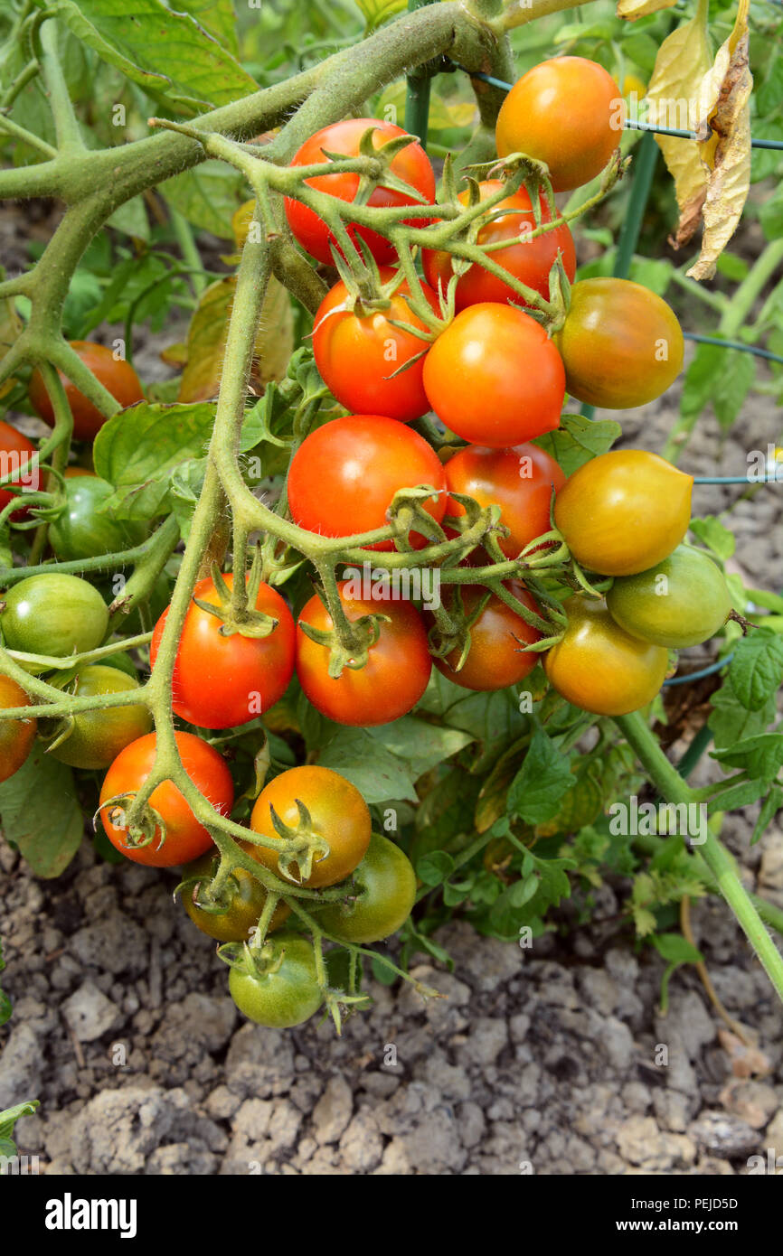 Tomato plant trusses, heavily laden with maturing fruit from green to red in an allotment Stock Photo