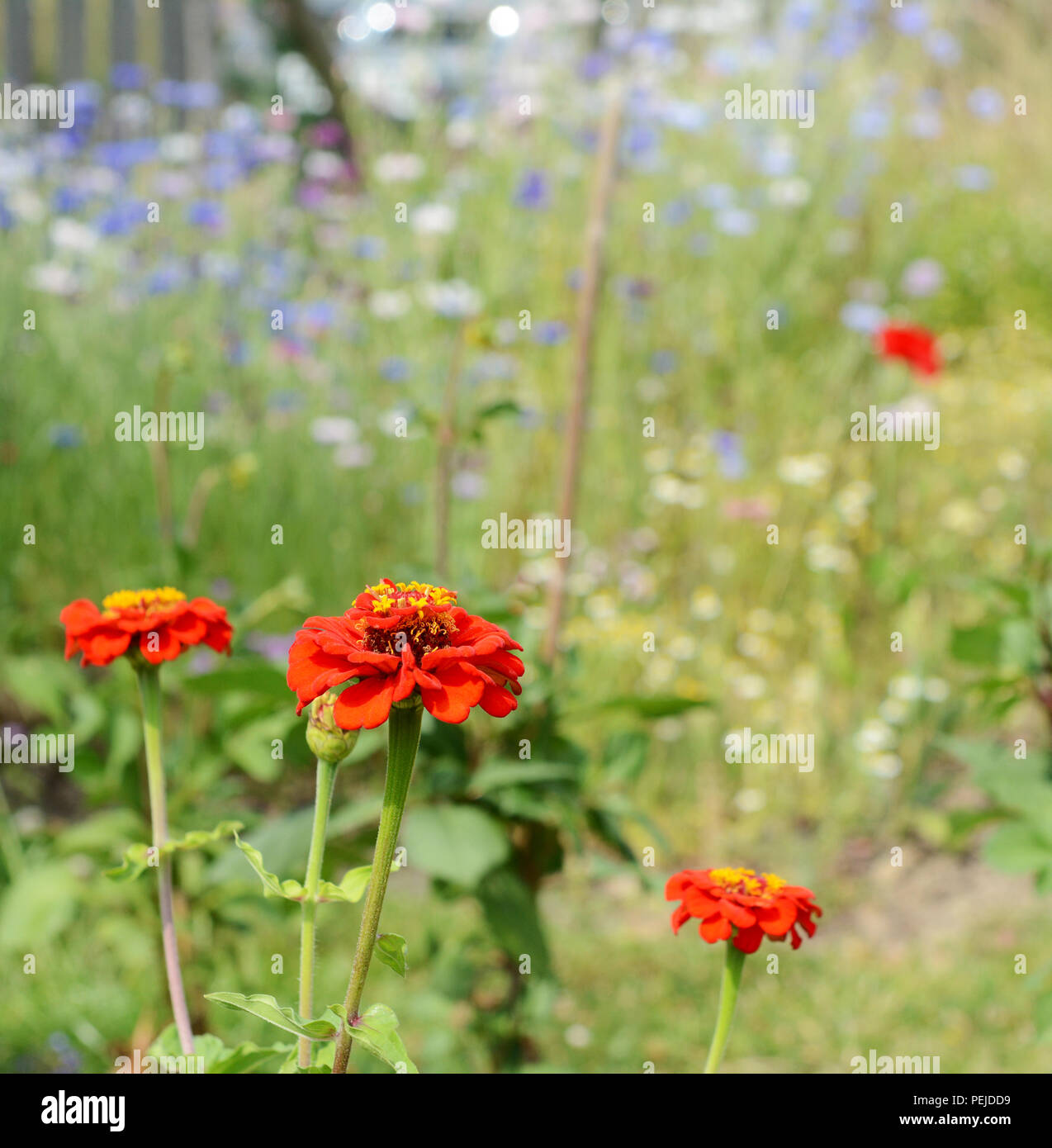 Bright red zinnia flowers in selective focus against a background of blue and white cornflowers - with copy space Stock Photo