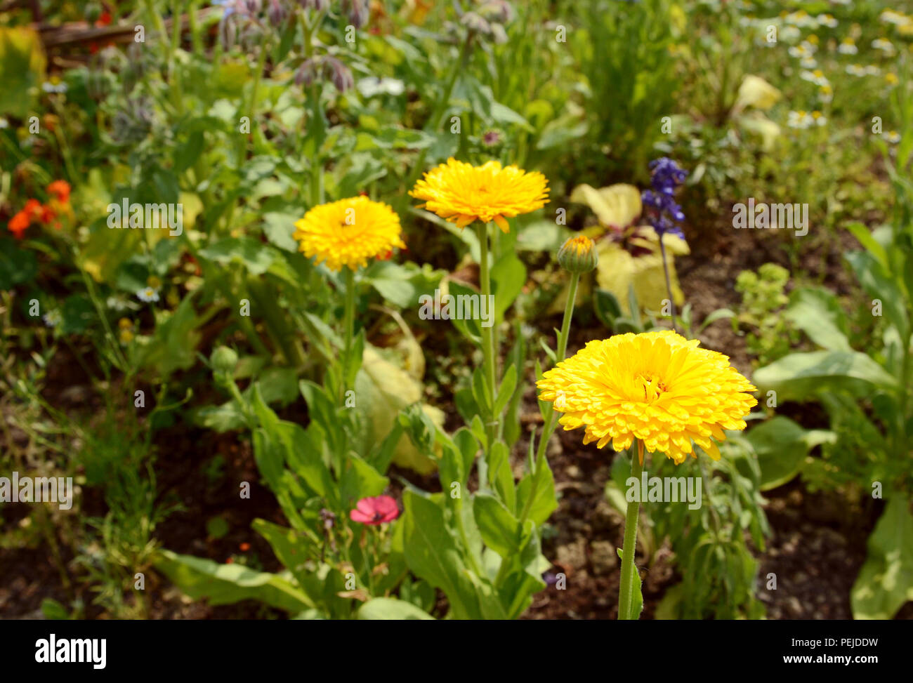Bright yellow calendula flowers grow in a lush flowerbed on a sunny day Stock Photo
