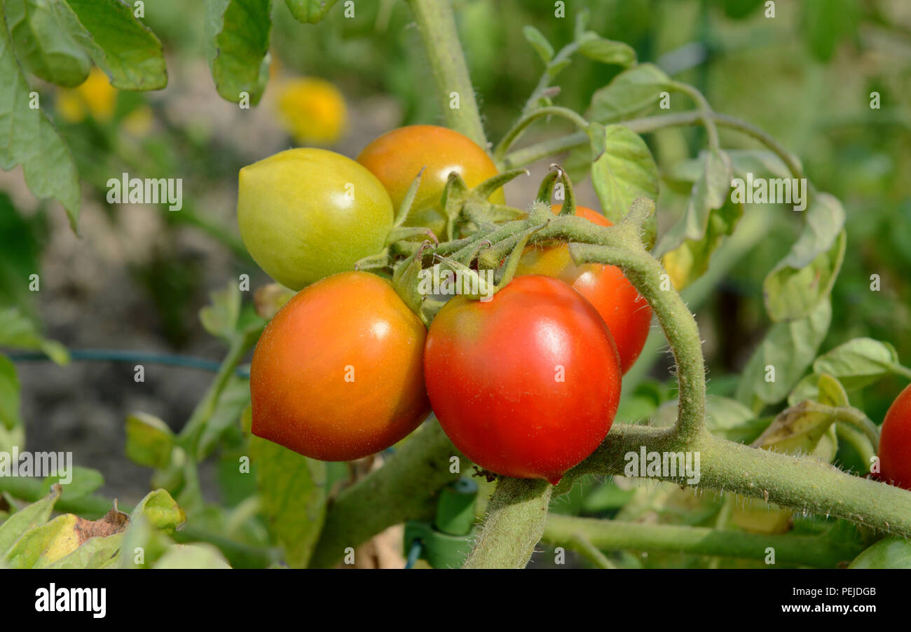Red Alert tomatoes ripen on a bush tomato plant in a vegetable bed on a sunny day Stock Photo