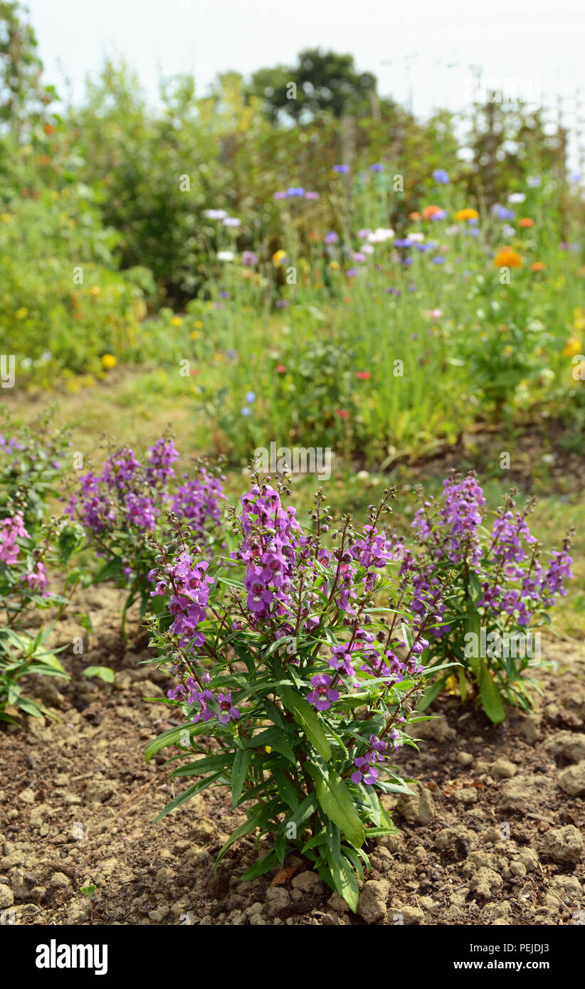 Angelonia Serena plants with mauve petals grow in a summer garden against a background of colourful flowers - with copy space Stock Photo