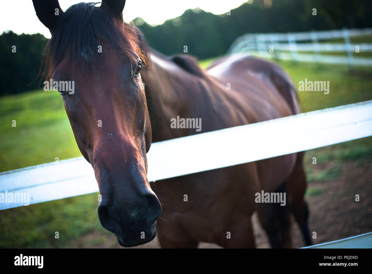 Horse welfare daily care hi-res stock photography and images - Alamy