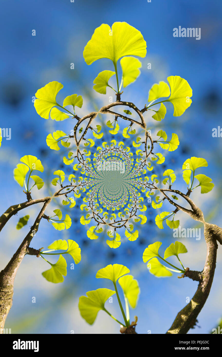 Kaleidoscopic Pattern of a Gingko Tree, based on own Reference Image Stock Photo