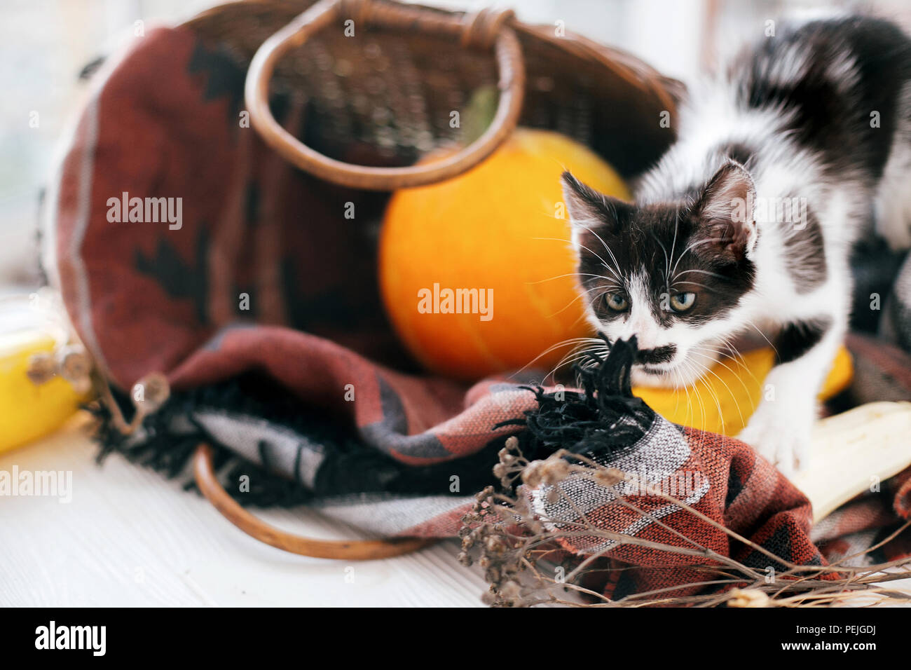 Cute kitty walking from   wicker basket with pumpkin and zucchini in light on wooden background. kitten with funny look. harvest and hello autumn conc Stock Photo
