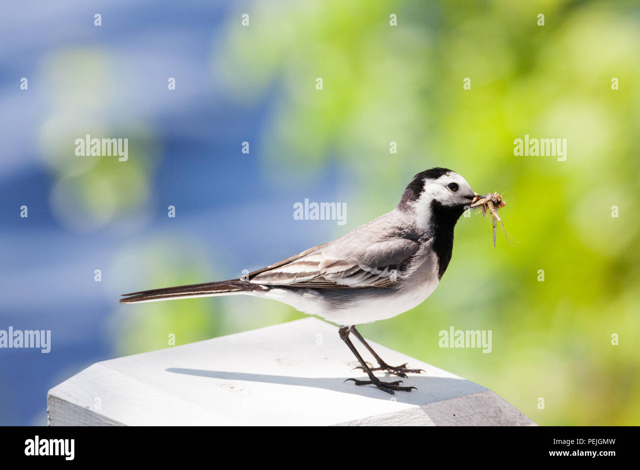 Wagtail with insects in beak Stock Photo - Alamy