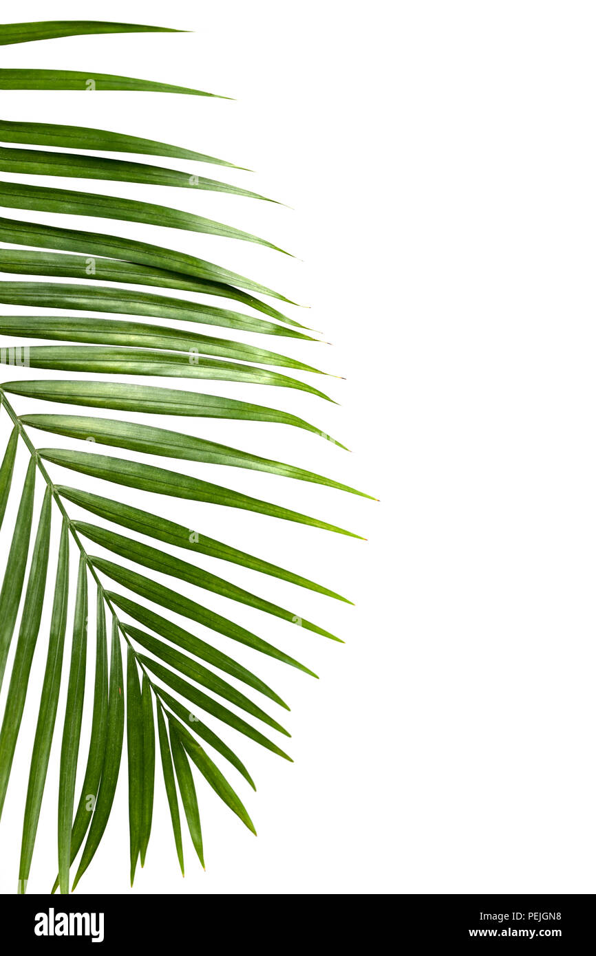 Green leaf of palm tree isolated on white background Stock Photo