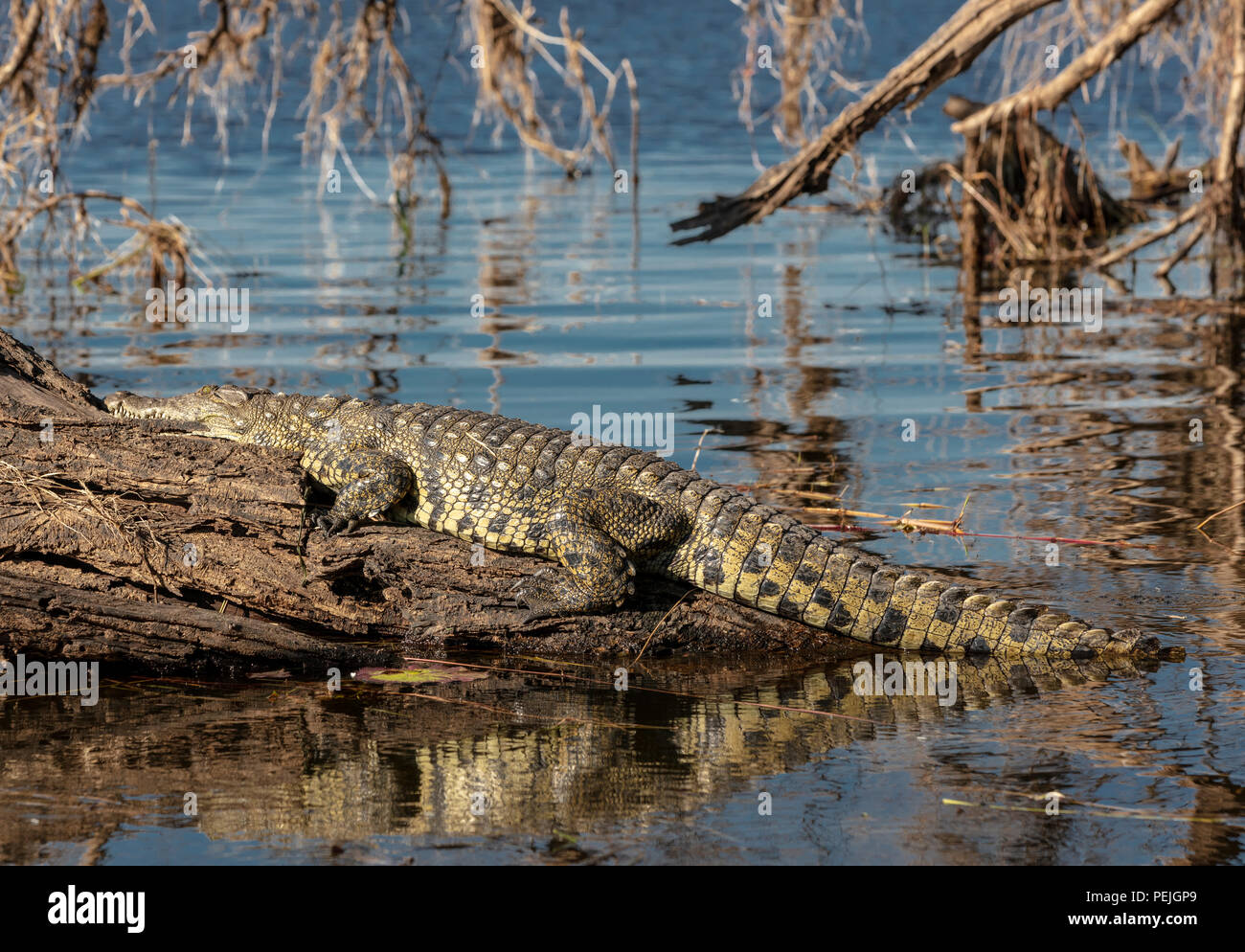 Nile crocodile, Chobe National Park, Botswana Stock Photo