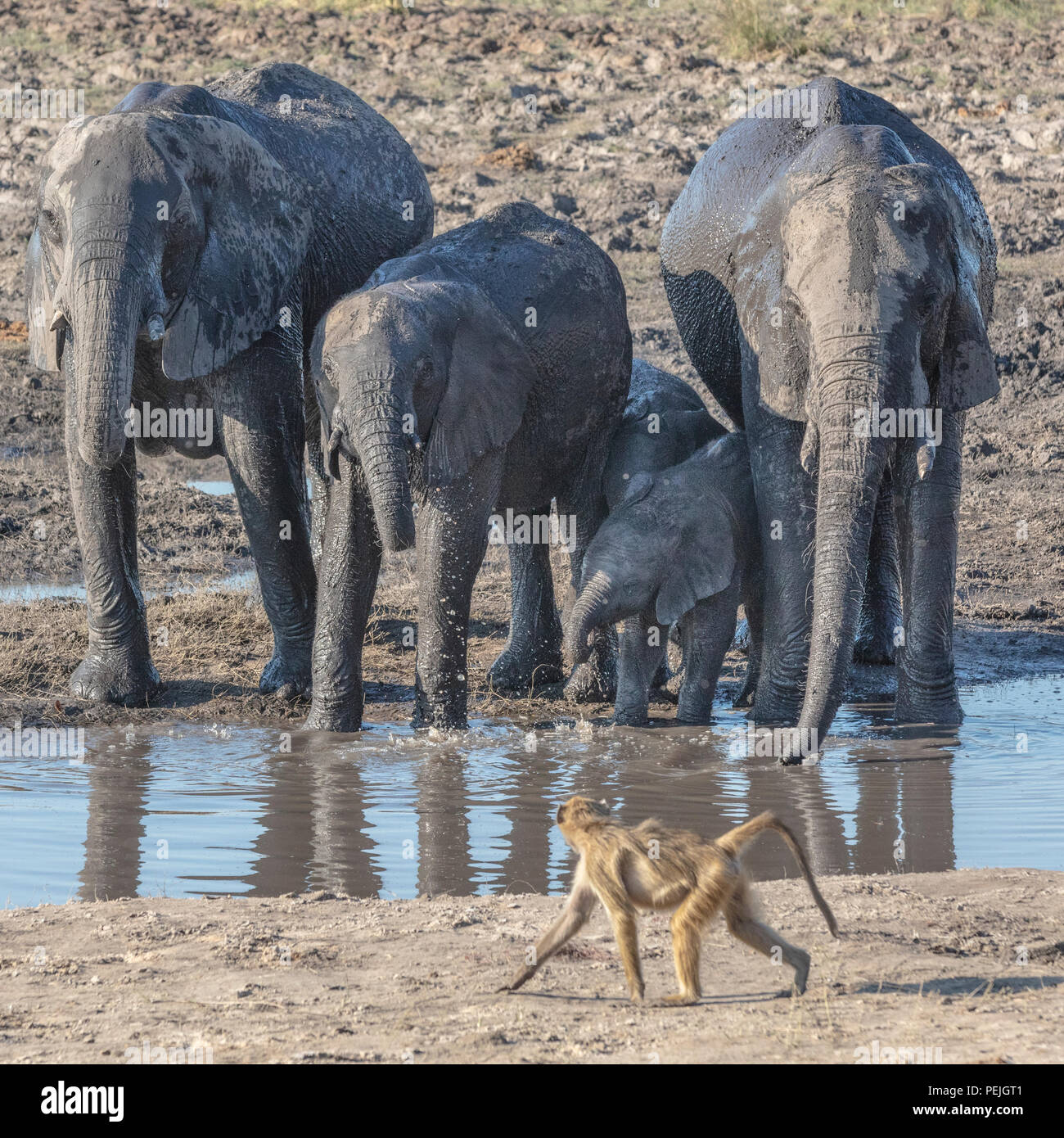 Baboon saunters past a herd of African elephants at a watering hole, Chobe National Park, Botswana Stock Photo