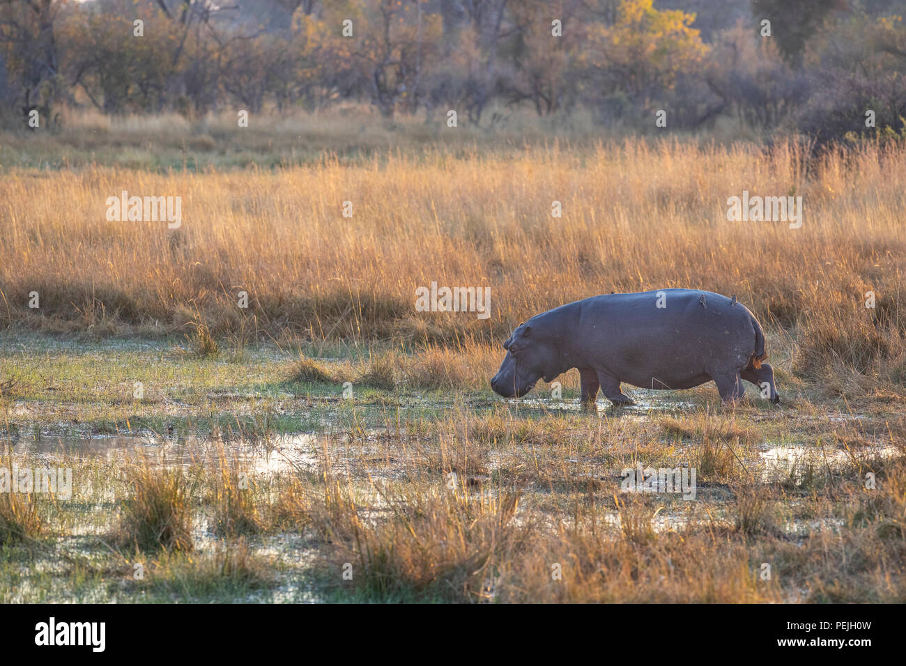Hippopotamus walking in marsh, Okavango Delta, Botswana Stock Photo