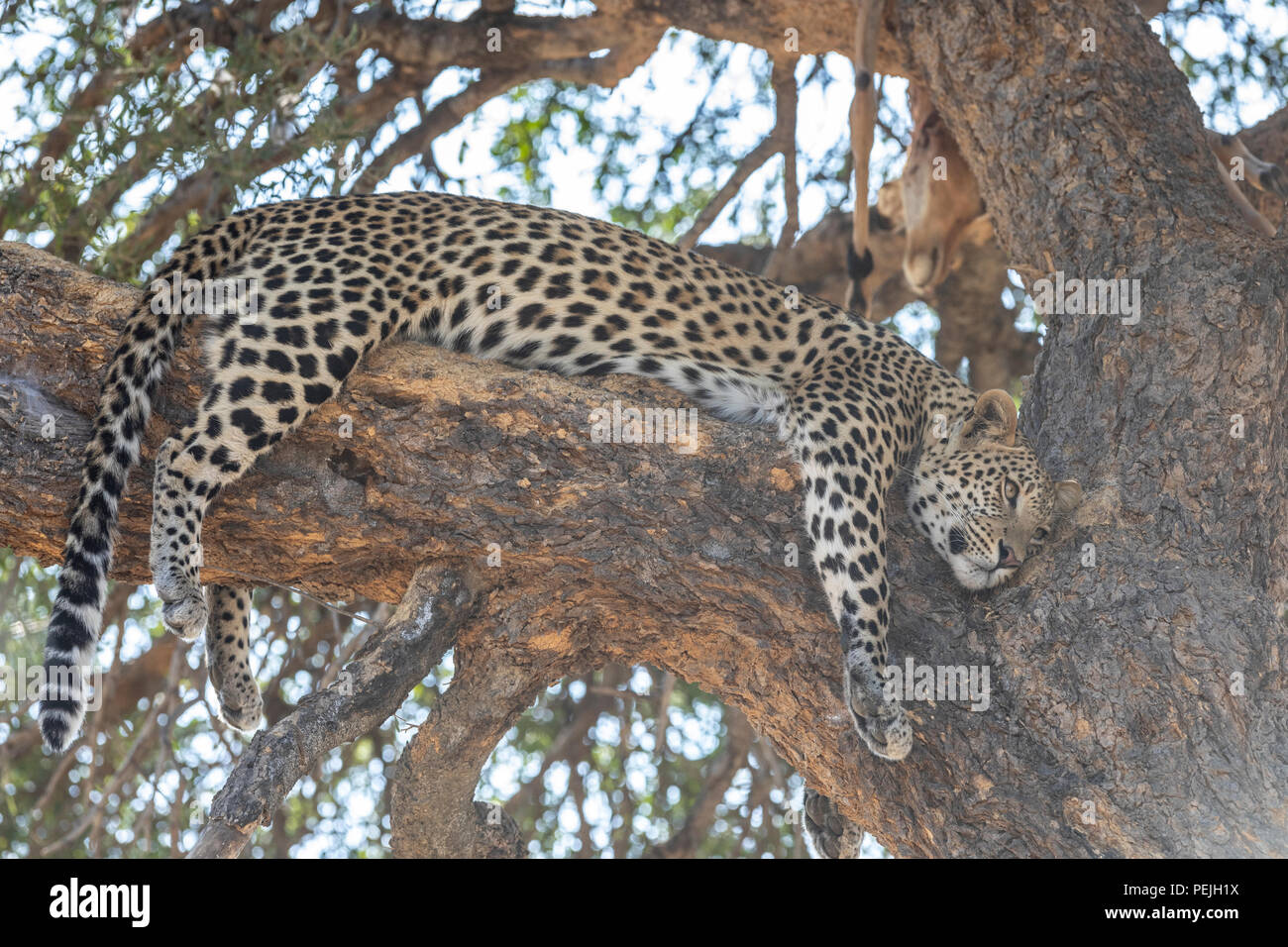 Leopard perched in tree with dead impala, Okavanga Delta, Botswana Stock Photo
