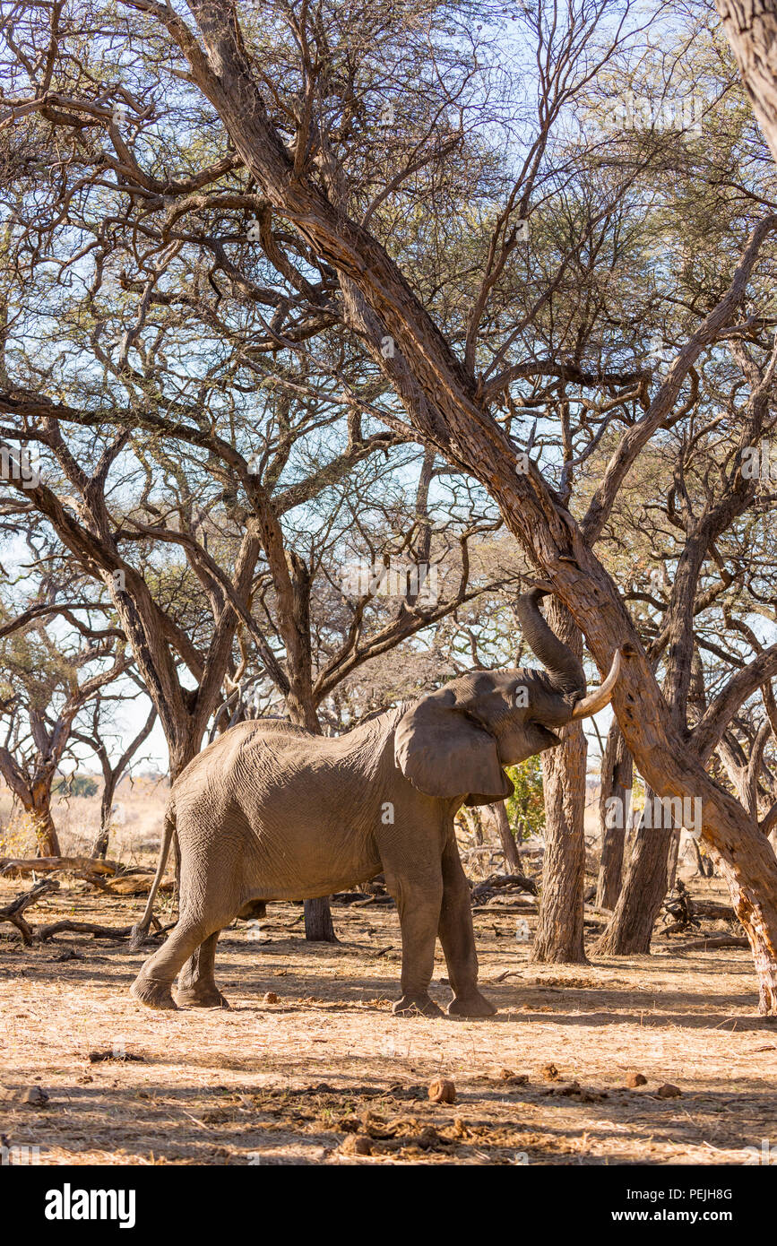 Bull elephant africa feeding tree hires stock photography and images