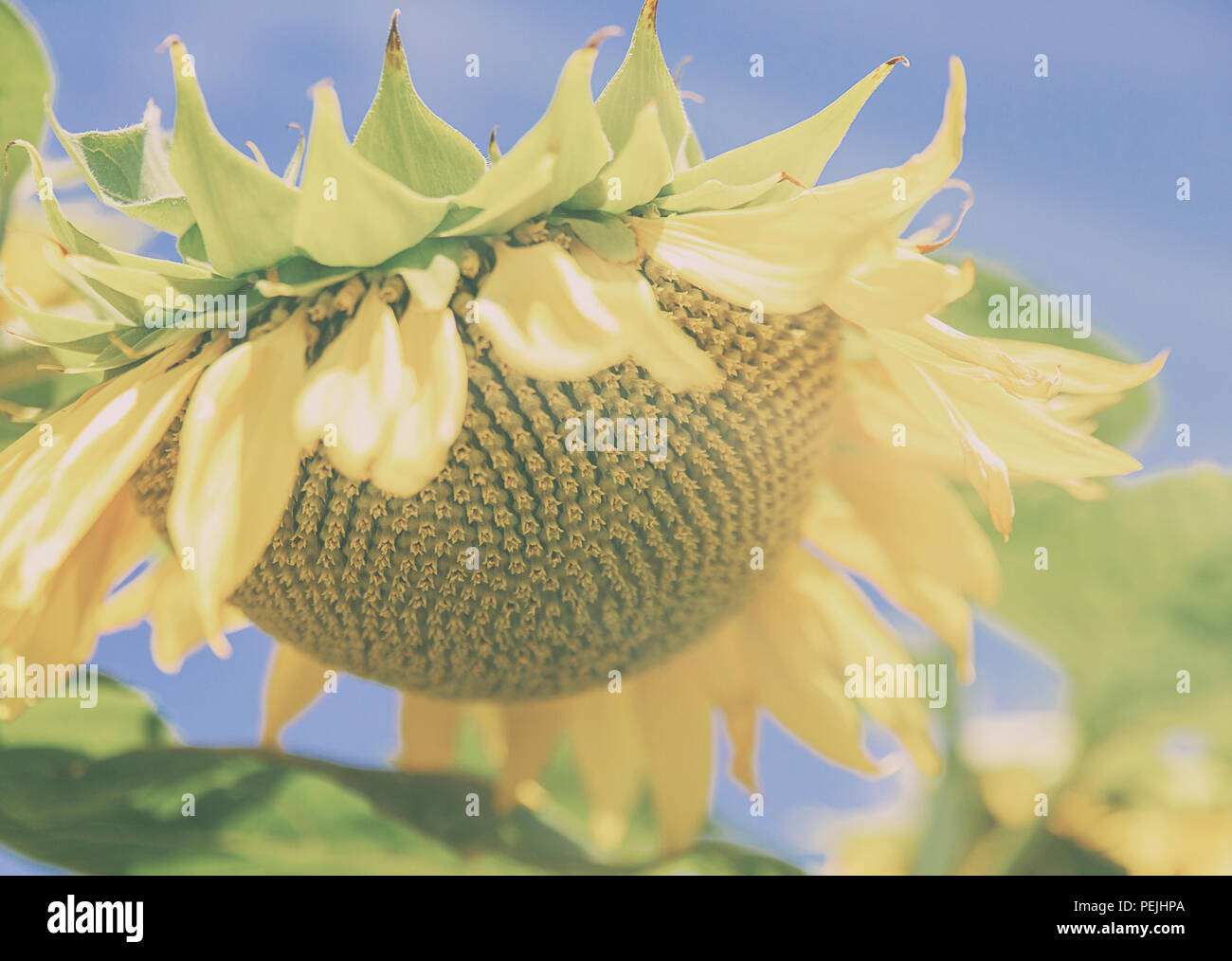 sunflower in august Stock Photo Alamy