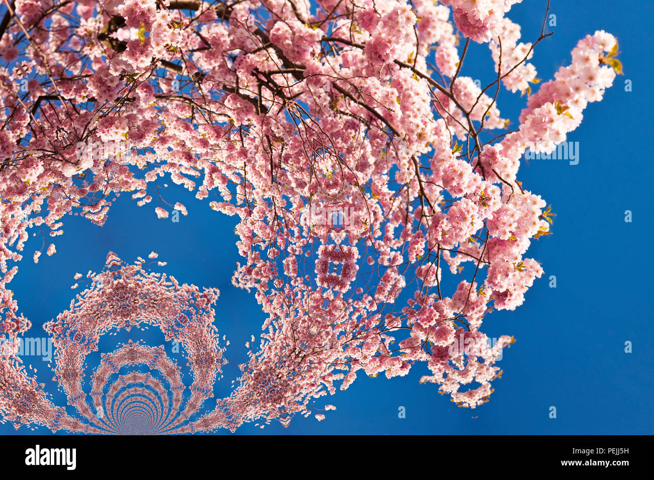 Kaleidoscopic Pattern of a Magnolia Tree, based on own Reference Image Stock Photo
