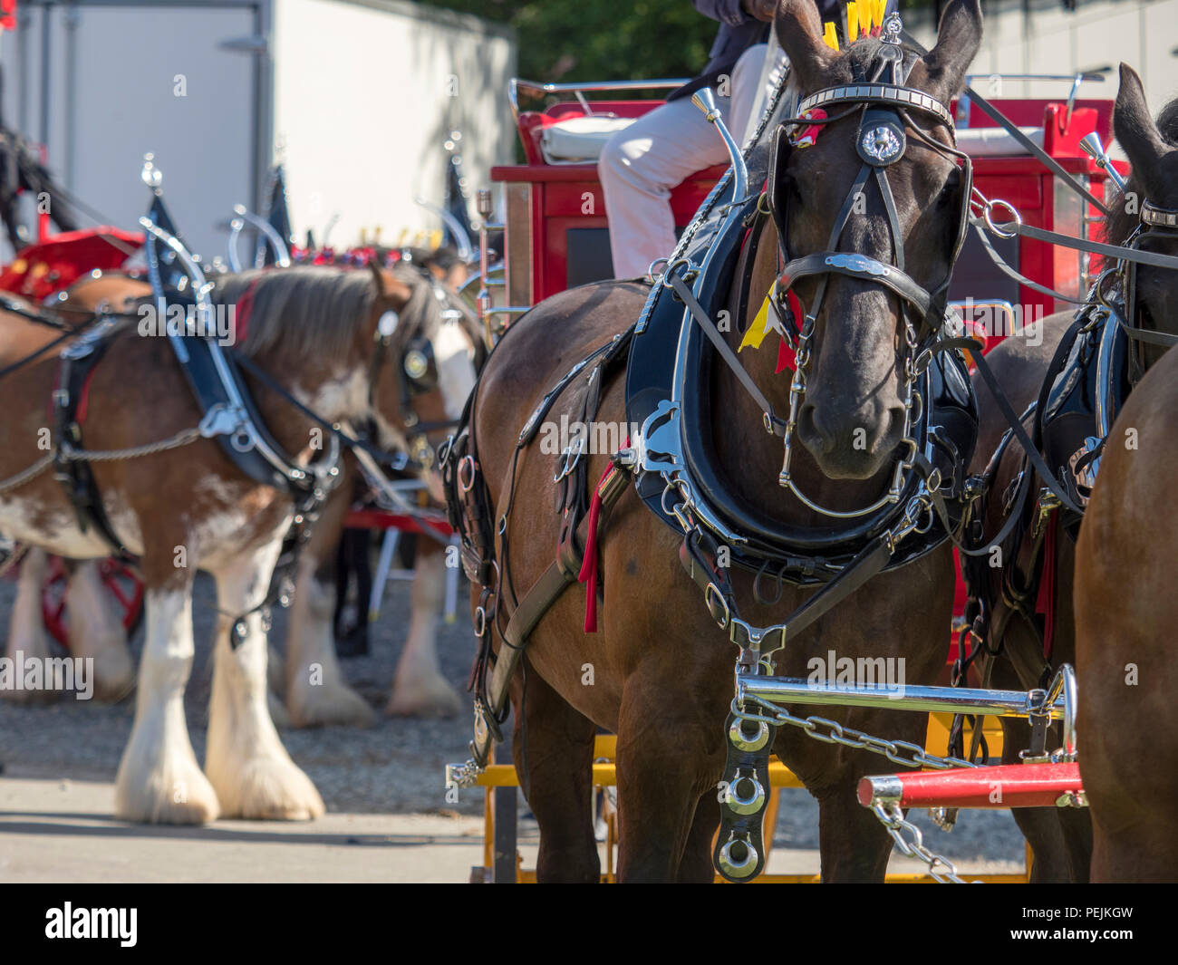 Horses pulling wagons hires stock photography and images Alamy