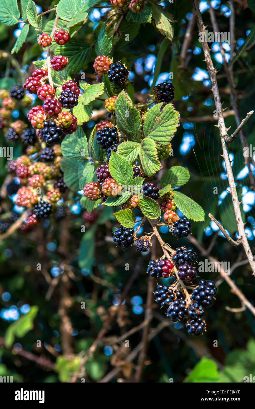 Blackberries Connswater Community Greenway Victoria Park Sydenham East