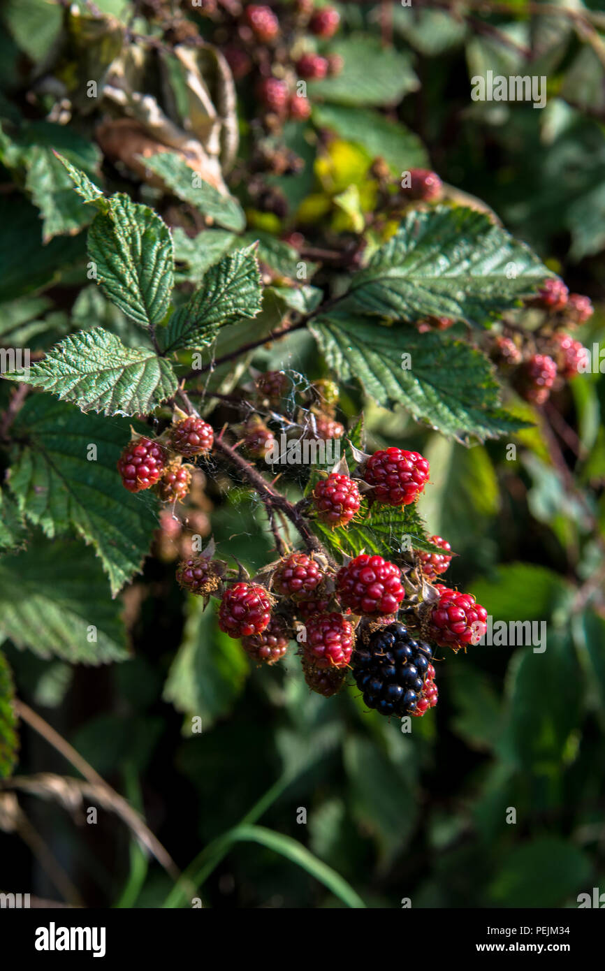 Blackberries Connswater Community Greenway Victoria Park Sydenham East