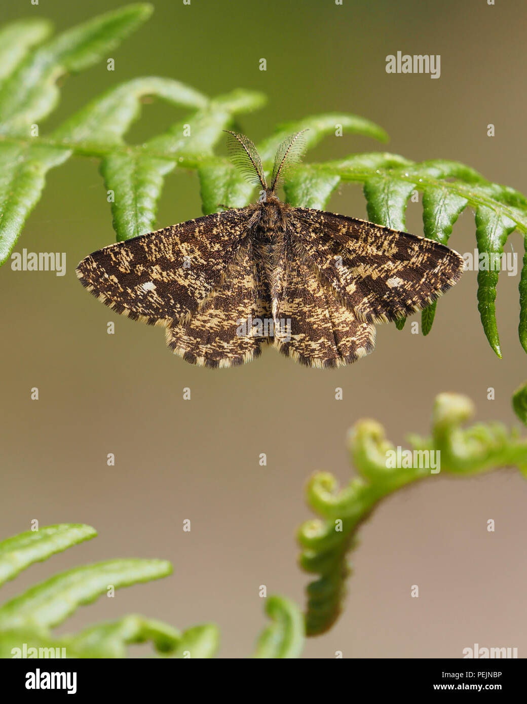 Common Heath moth male (Ematurga atomaria) perched on bracken. Tipperary, Ireland Stock Photo