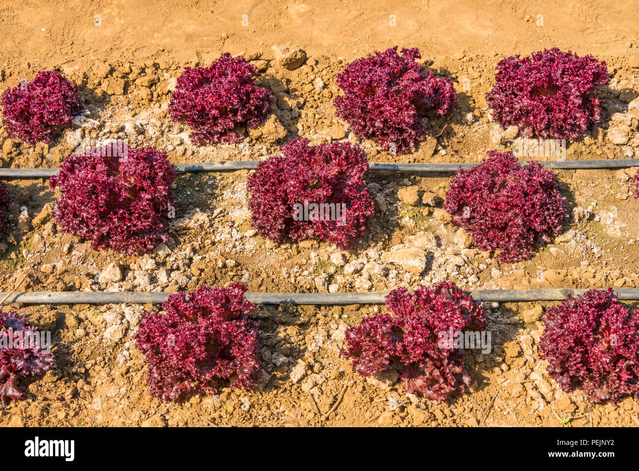 Commercial vegetable farm in Harare, Zimbabwe Stock Photo Alamy