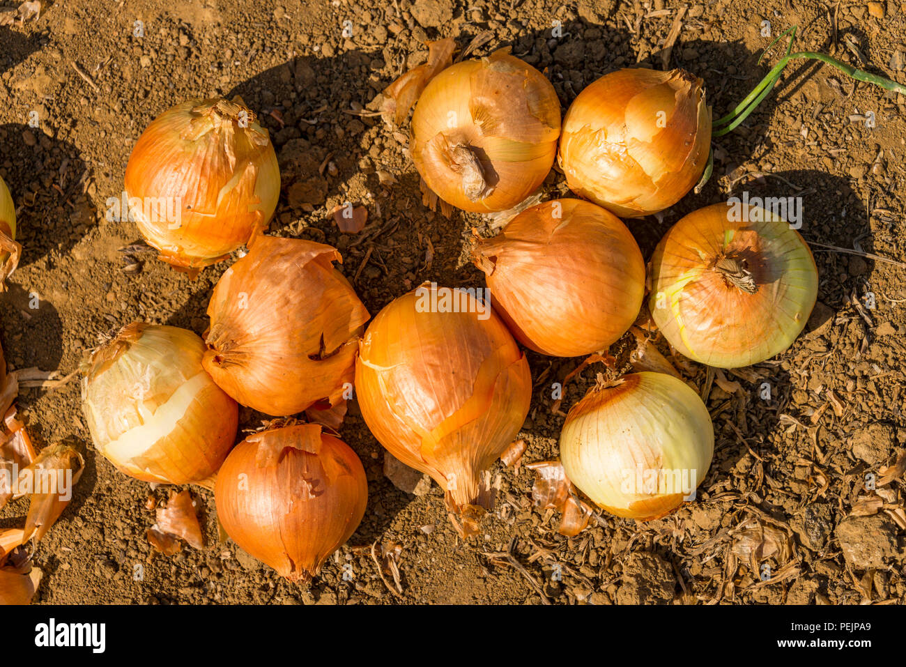 White farmer zimbabwe hires stock photography and images Alamy