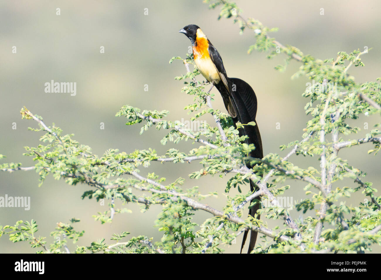Long tailed paradise whydah in top of acacia bush. Stock Photo