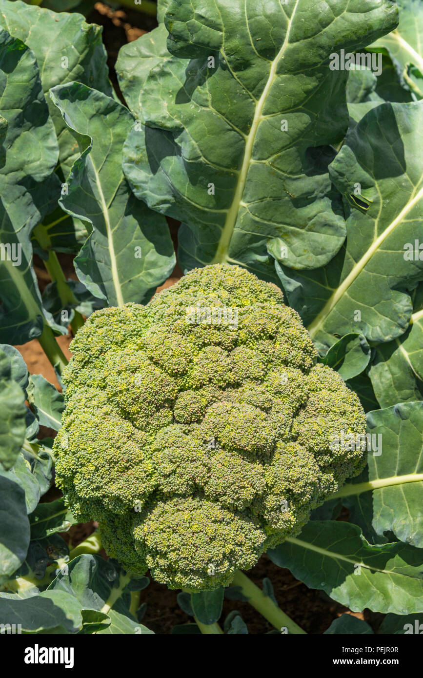 Broccoli seen on a commercial farm in Zimbabwe Stock Photo Alamy