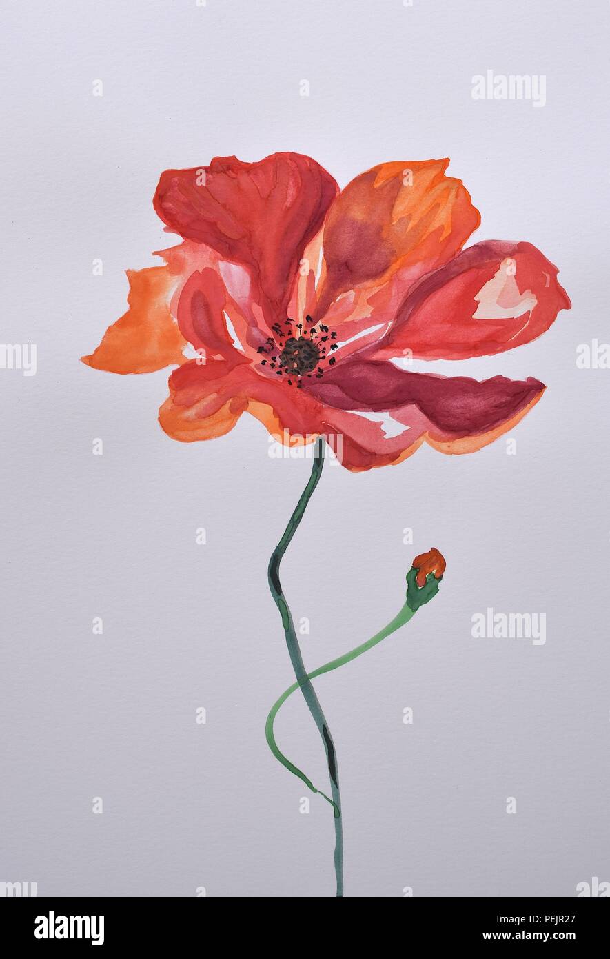 Poppy watercolour hi-res stock photography and images - Alamy