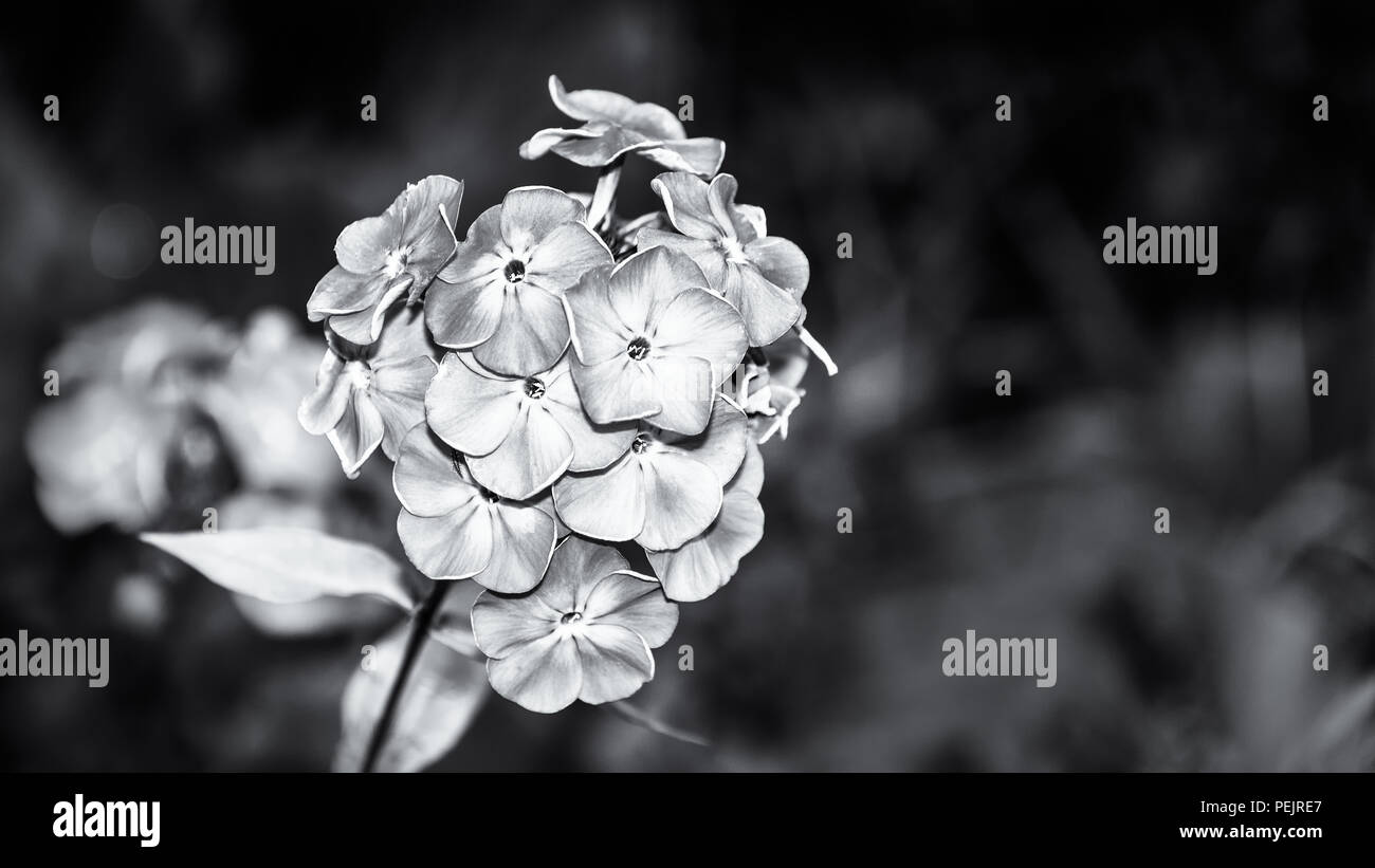 Beautiful flowering fall phlox detail in black and white. Phlox paniculata. Melancholic close-up of blossoming ornamental plant. Sad floral background. Stock Photo