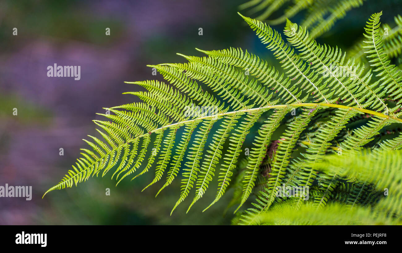 Detail of an elegant frond of male fern in summer nature. Dryopteris filix-mas. Beautiful green leaves of ornamental plant. Natural blurry background. Stock Photo