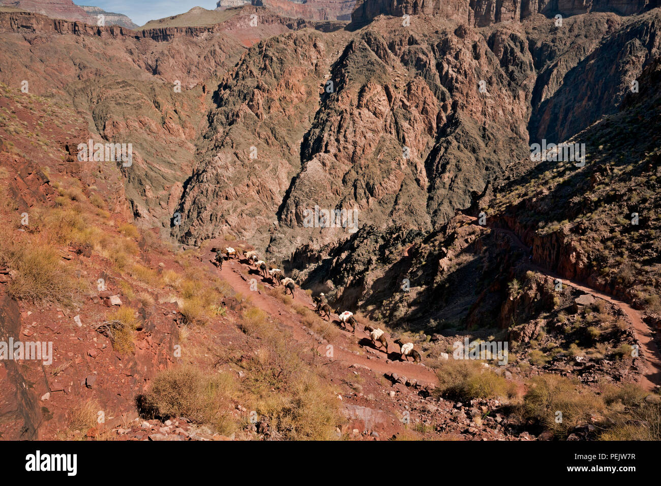 AZ00285-00...ARIZONA - A loaded pack train of mules ascending the South Kaibab Trail below The Tipoff restarea in Grand Canyon National Park. Stock Photo